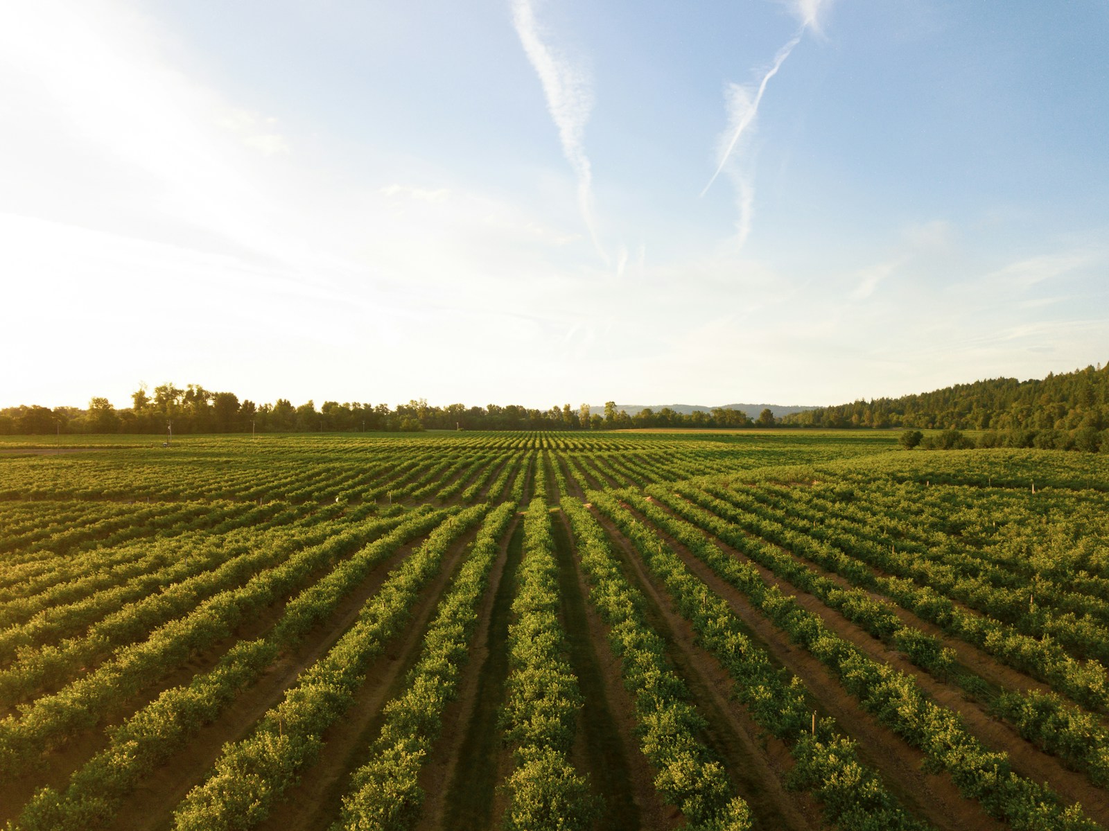 Un écosystème agroforestier organisé, prêt pour vingt ans de production.