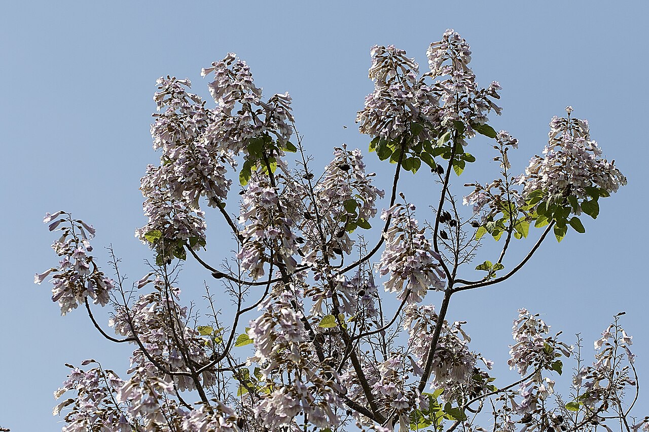 La floraison du Paulownia, précieuse aussi pour les apiculteurs.
