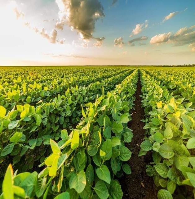 Grandes cultures : une nutrition en microdoses, sans lessivage vers les nappes.