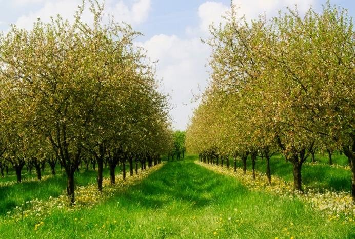 Vergers et arboriculture : deux applications par an suffisent.