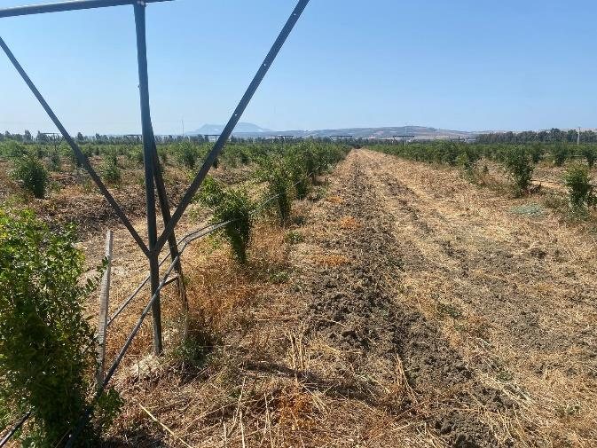 Le verger irrigué en goutte-à-goutte, lors de la visite d'août 2025.
