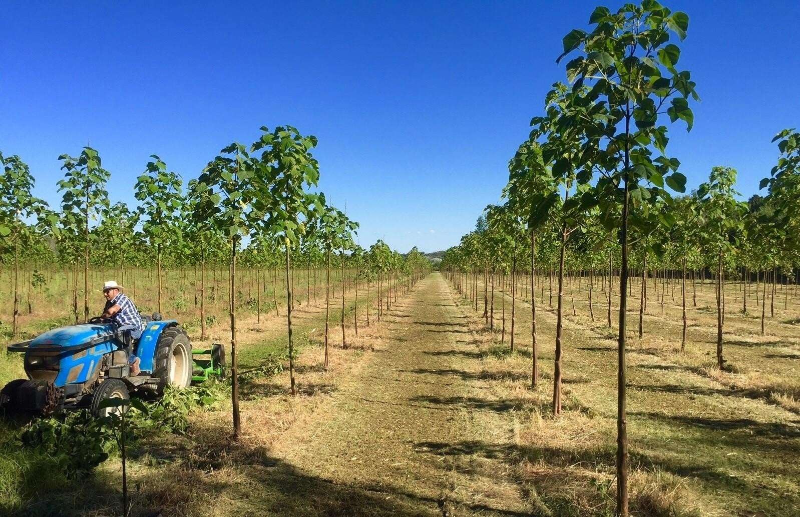 L'entretien d'une plantation de Paulownia ALTIFOLIA®, en Espagne.